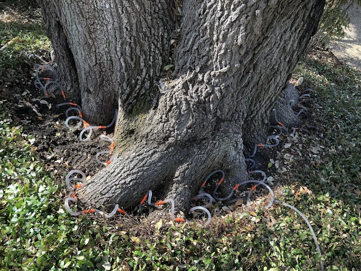 Detailed Tree Cabling and Bracing job site in Houma